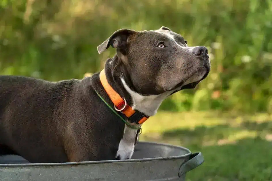 Decisão da juíza suspende lei municipal de castração de Pit Bulls