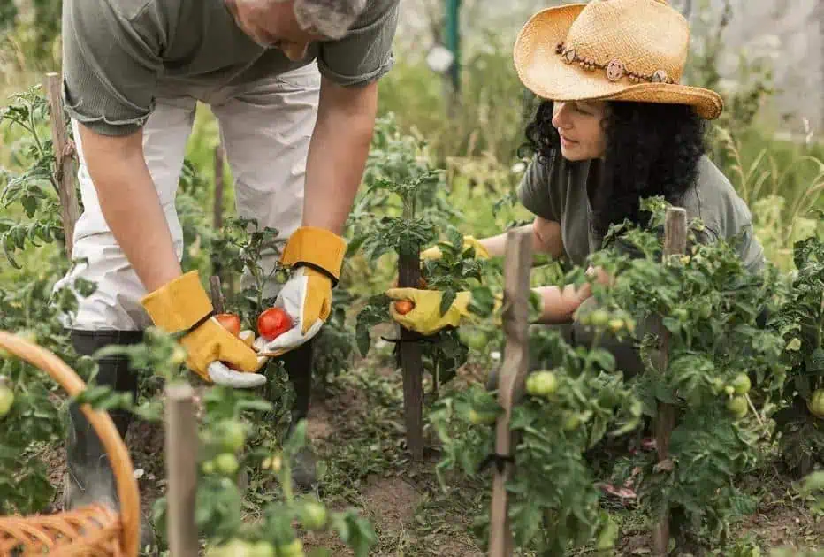 Produtor rural pode escolher seu seguro para crédito agrícola, afirma TJ-GO