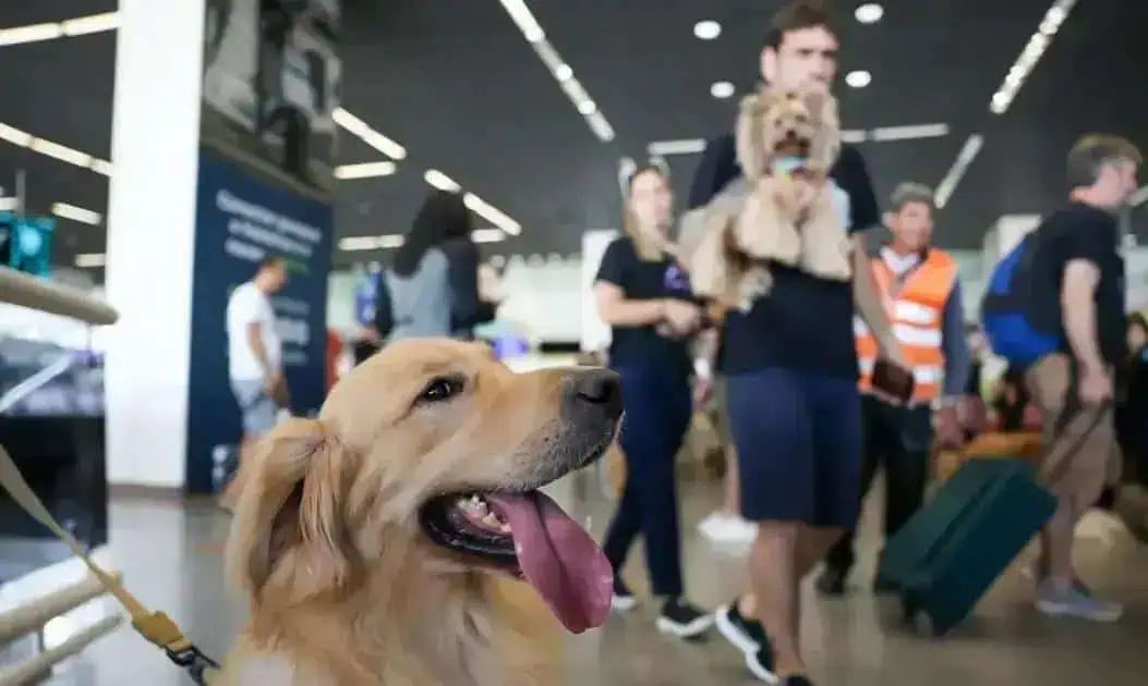 STF analisa a legalidade da publicidade sobre maus-tratos a animais nas embalagens
