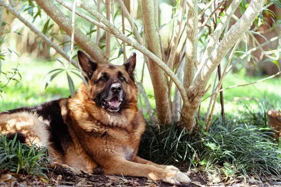 Adestradora mordida por cachorro não consegue indenização, diz TJ-SP