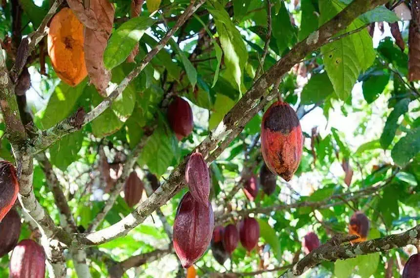 CDR do Senado agenda programa de perdão de dívidas para produtores de cacau