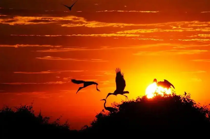 Estatuto do Pantanal: Nova Legislação para Proteção Sustentável