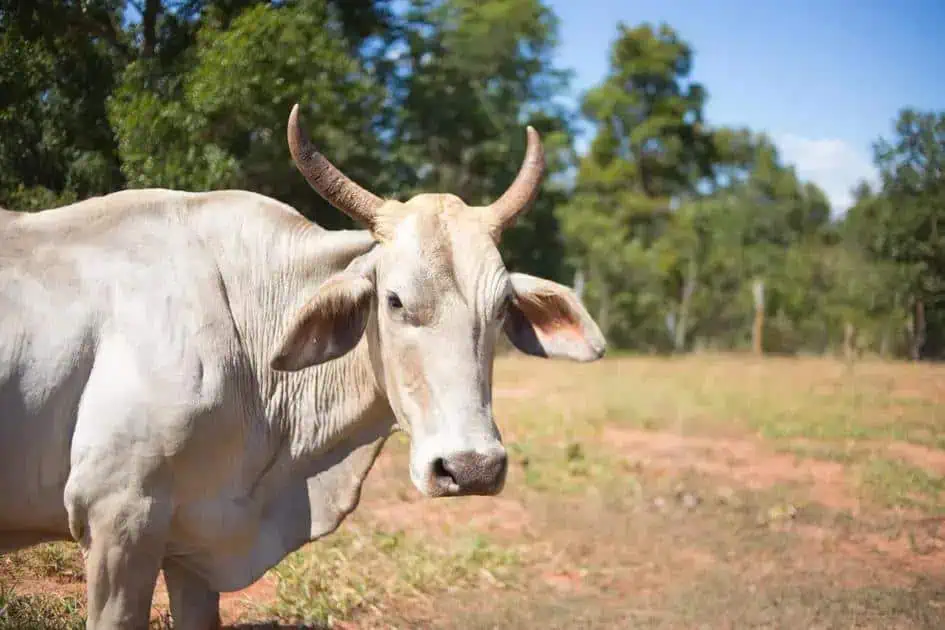 Boi branco em um campo aberto com árvores ao fundo, sob céu azul claro, ilustrando temas de agricultura, meio ambiente, direitos rurais e preservação natural.
