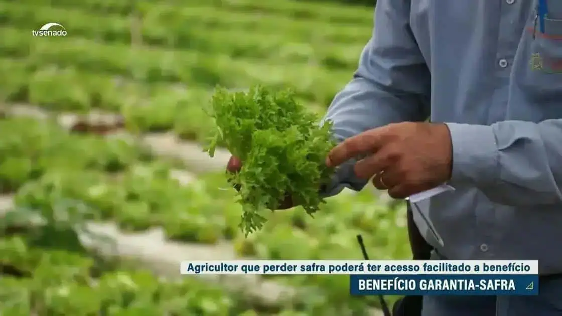 Agricultor pegando alface no campo para benefício da garantia-safra no Brasil.