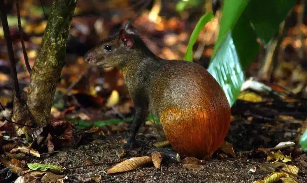 Filhote de animal exótico na floresta tropical, possivelmente uma espécie de marsupial com cauda reforçada, em ambiente natural de mata fechada, com folhas e solo úmido.