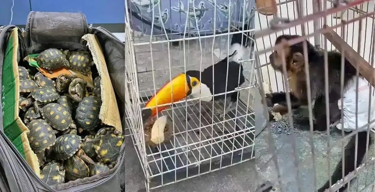 Tartarugas, passarinho em gaiola e cachorro em cativeiro, animais resgatados ou apreendidos em situação de maus-tratos ou tráfico de animais.