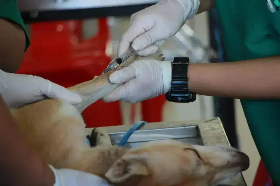 Vacinação de animal de estimação com veterinário aplicando injeção, cuidados com saúde animal, bem-estar pet, procedimento veterinário em cães e gatos.