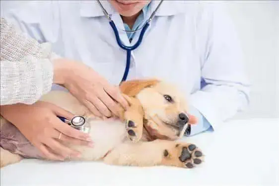 Filhote de cachorro em consulta veterinária recebendo atenção de um profissional de saúde animal.