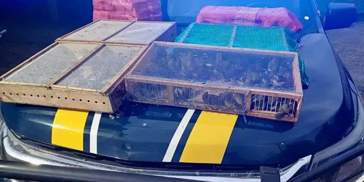 Cercados e animais silvestres apreendidos durante operação policial, expostos no capô de um veículo de autoridade de segurança pública, relacionados à proteção dos direitos de animais e combate ao tráfico de fauna.