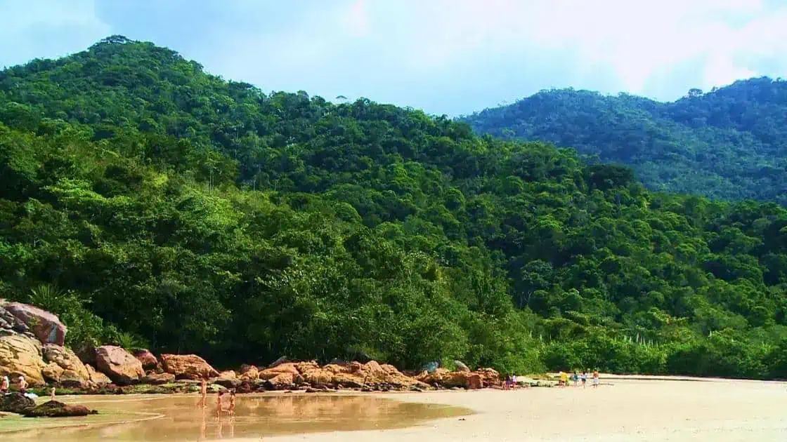 Litoral de praia com águas tranquilas, areia dourada e uma exuberante vegetação verde ao fundo, cenário ideal para lazer e contato com a natureza.