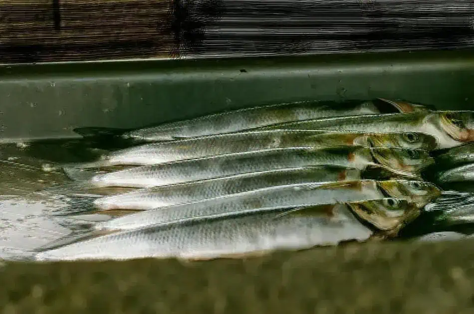 Salmon телestorage and fish export in Brazil, sustainable fishing practices, Algarve fishing industry, свежая рыба для продажи, рыболовство и морская рыбалка, рыба в рыболовных сетях, рыбаки на рыболовной лодке, seafood export logo, рыба под охлаждением, prawns seafood in market.