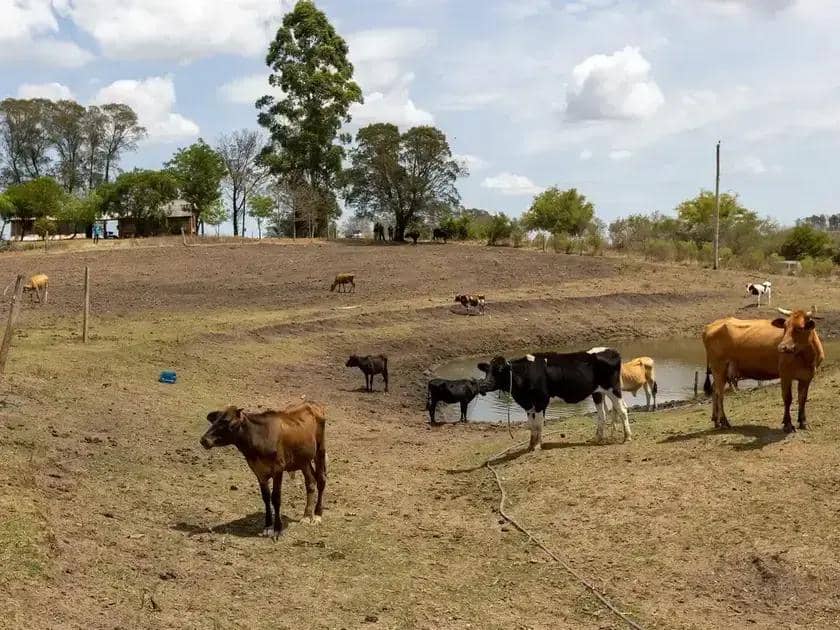 Mudanças climáticas elevam disputas judiciais em seguros rurais no Brasil