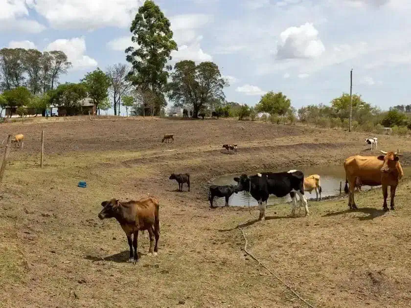 Mudanças climáticas elevam disputas judiciais em seguros rurais no Brasil
