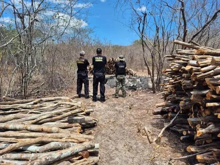 Madeira apreendida por policiais federais em operação ambiental de combate ao desmatamento ilegal e à exploração de recursos naturais sem autorização no cerrado brasileiro.