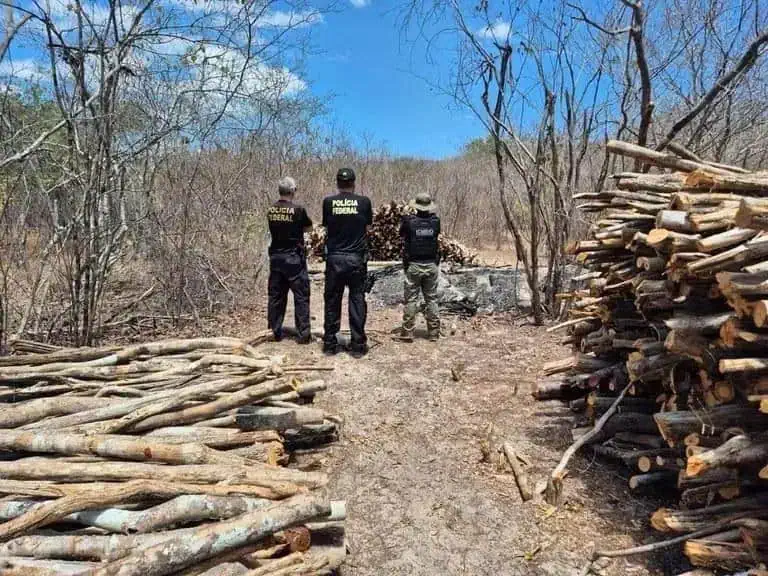 Madeira apreendida por policiais federais em operação ambiental de combate ao desmatamento ilegal e à exploração de recursos naturais sem autorização no cerrado brasileiro.