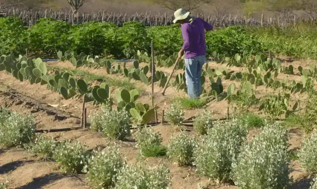 Cultivo de cactos e plantas resistentes ao clima seco no sertão brasileiro, agricultura sustentável e produção de alimentos em regiões áridas.