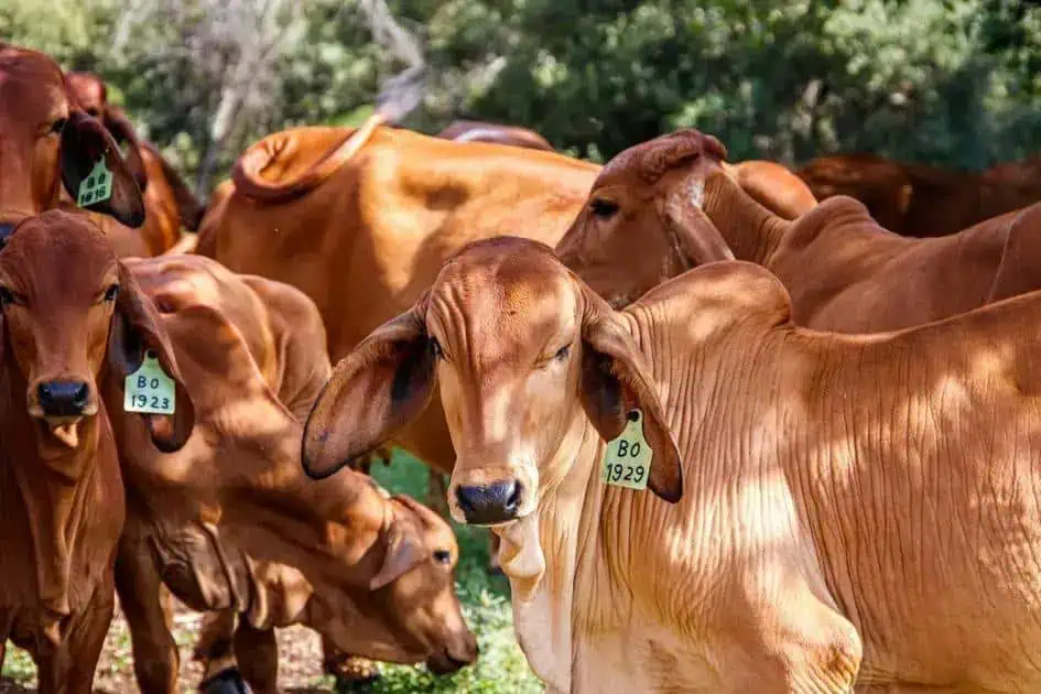 Bovinos marrom claro em uma fazenda, destaque para os colares de identificação e o ambiente natural ao fundo, reforçando temas de pecuária, sustentabilidade e direitos de produtores rurais.