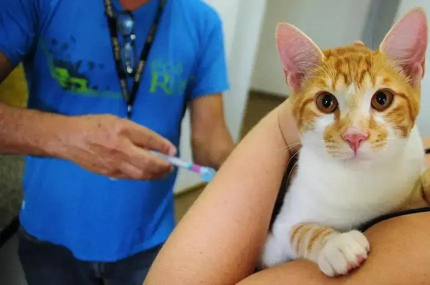Julho Dourado: Nova Lei Emfoca Saúde Animal e Prevenção de Zoonoses
