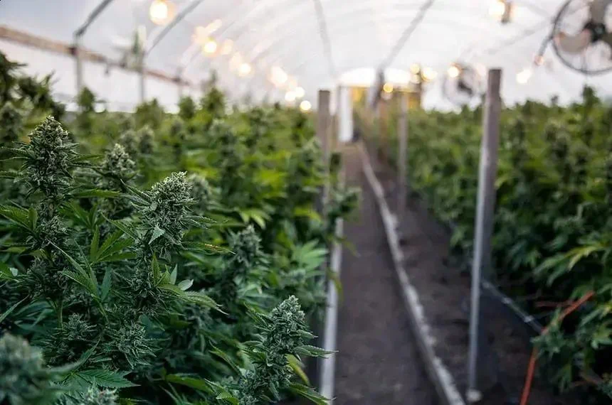 Senado pode regulamentar uso medicinal da cannabis em sessão de fevereiro