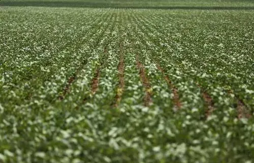 STF Discussa Validade de Normas que Afetam Incentivos Fiscais no Agronegócio