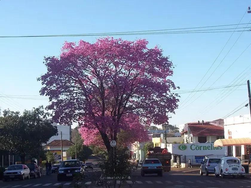 Vaga para facilitador de atividades físicas na Prefeitura de Três Passos RS