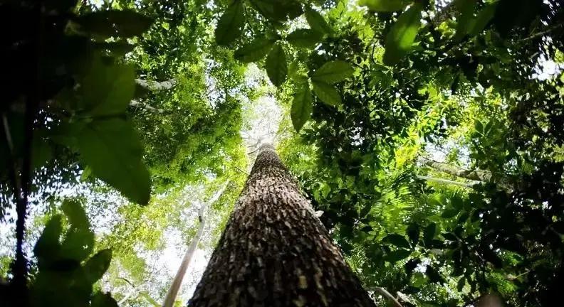 Indústria da construção pede ao STF reconhecer Lei de Licenciamento Ambiental