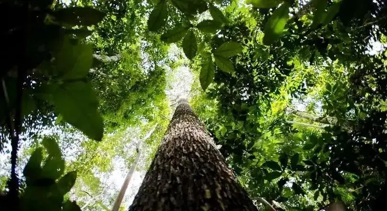 Indústria da construção pede ao STF reconhecer Lei de Licenciamento Ambiental