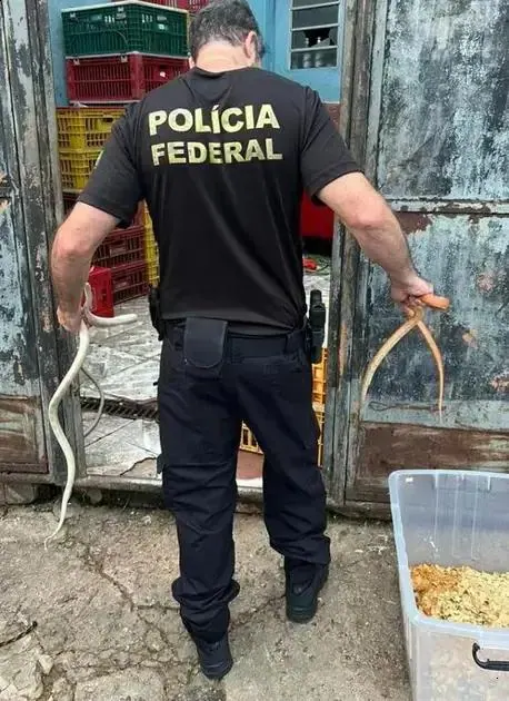 Polícia Federal desarticula comércio ilegal de animais em São Paulo