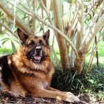 Adestradora mordida por cachorro não consegue indenização, diz TJ-SP