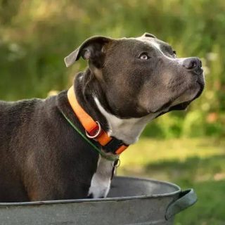 Decisão da juíza suspende lei municipal de castração de Pit Bulls