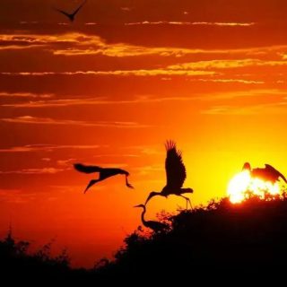 Estatuto do Pantanal: Nova Legislação para Proteção Sustentável