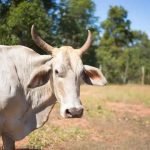 Boi branco em um campo aberto com árvores ao fundo, sob céu azul claro, ilustrando temas de agricultura, meio ambiente, direitos rurais e preservação natural.