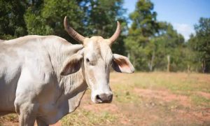 Boi branco em um campo aberto com árvores ao fundo, sob céu azul claro, ilustrando temas de agricultura, meio ambiente, direitos rurais e preservação natural.