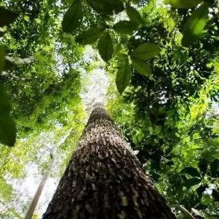 Indústria da construção pede ao STF reconhecer Lei de Licenciamento Ambiental