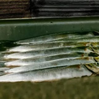 Salmon телestorage and fish export in Brazil, sustainable fishing practices, Algarve fishing industry, свежая рыба для продажи, рыболовство и морская рыбалка, рыба в рыболовных сетях, рыбаки на рыболовной лодке, seafood export logo, рыба под охлаждением, prawns seafood in market.