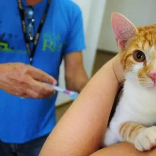 Julho Dourado: Nova Lei Emfoca Saúde Animal e Prevenção de Zoonoses