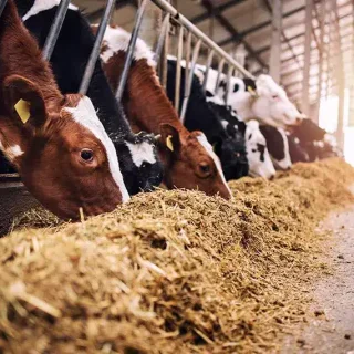 Lei amplia estoques públicos e produtos do ProVB para alimentação animal