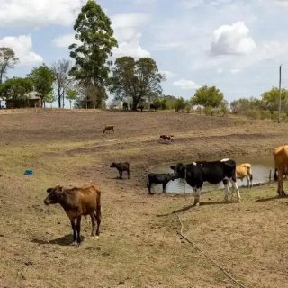 Mudanças climáticas elevam disputas judiciais em seguros rurais no Brasil