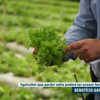 Agricultor pegando alface no campo para benefício da garantia-safra no Brasil.