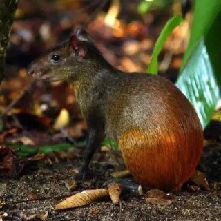 Filhote de animal exótico na floresta tropical, possivelmente uma espécie de marsupial com cauda reforçada, em ambiente natural de mata fechada, com folhas e solo úmido.