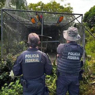 Operação Extinção Zero: PF desarticula tráfico de animais silvestres no Brasil