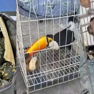 Tartarugas, passarinho em gaiola e cachorro em cativeiro, animais resgatados ou apreendidos em situação de maus-tratos ou tráfico de animais.