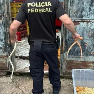 Polícia Federal desarticula comércio ilegal de animais em São Paulo