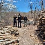 Madeira apreendida por policiais federais em operação ambiental de combate ao desmatamento ilegal e à exploração de recursos naturais sem autorização no cerrado brasileiro.