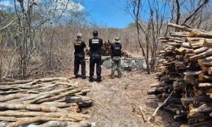 Madeira apreendida por policiais federais em operação ambiental de combate ao desmatamento ilegal e à exploração de recursos naturais sem autorização no cerrado brasileiro.