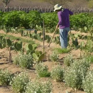Cultivo de cactos e plantas resistentes ao clima seco no sertão brasileiro, agricultura sustentável e produção de alimentos em regiões áridas.