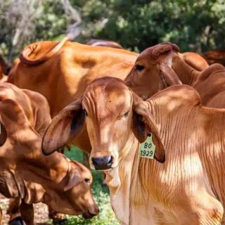 Bovinos marrom claro em uma fazenda, destaque para os colares de identificação e o ambiente natural ao fundo, reforçando temas de pecuária, sustentabilidade e direitos de produtores rurais.