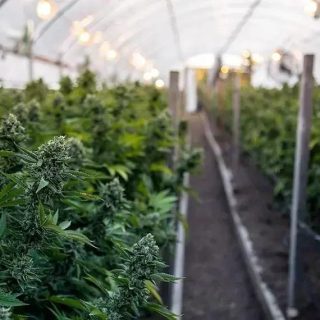 Senado pode regulamentar uso medicinal da cannabis em sessão de fevereiro