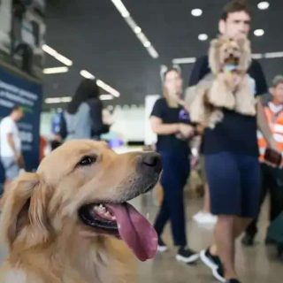 STF analisa a legalidade da publicidade sobre maus-tratos a animais nas embalagens