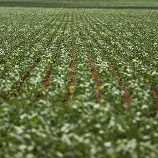STF Discussa Validade de Normas que Afetam Incentivos Fiscais no Agronegócio